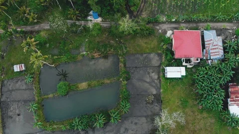 Aerial view on rice fields in Bohol, Philippines / 4K Drone Video Stock Footage 103607115