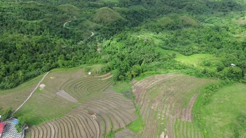 Aerial view of rice fields in Bohol, Philippines, at dry season Video stock 266818881