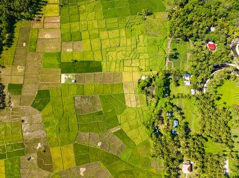 Aerial view of rice fields in Camiguin Island. Philippines. Stock Photos