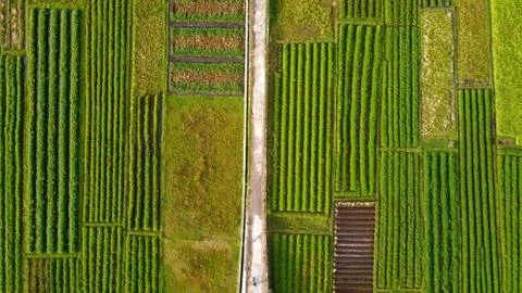 Aerial view of rice fields with a cast road in the middle Foto stock