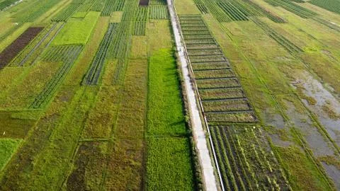 Aerial view of rice fields with a cast road in the middle Stock Photos