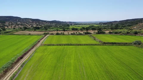 Aerial view of rice fields in Chamusca, Ribatejo, Portugal Stock Footage 139972636