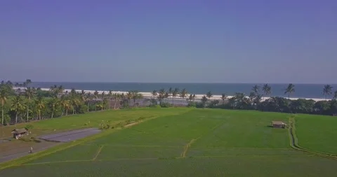 Aerial view to rice fields close to beach ocean in Bali Indonesia Stock Footage 141534889