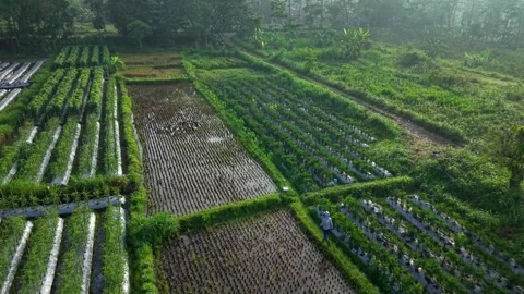 Aerial view of rice fields, crops and duck herder in the rice fields, Indonesia. Stock Footage 320104928