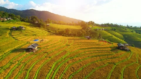 Aerial view of rice fields for cultivation Stock Footage 220465617