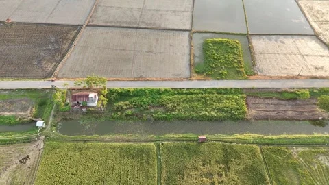 Aerial View Of Rice Fields Divided By A Road And Irrigation Channels During.. Stock Footage 323928607