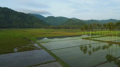 Aerial view of rice fields during planting season in the morning with a beaut Stock Footage 194776082