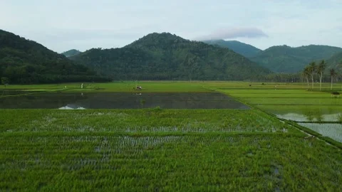 Aerial view of rice fields during planting season in the morning with a beaut Stock Footage 194776084