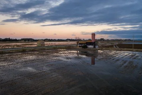 Aerial view of rice fields, flocks of birds and agricultural machinery during Stock-Fotos