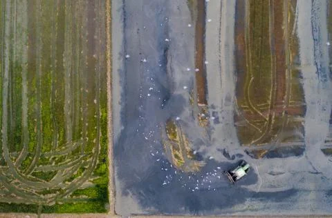Aerial view of rice fields, flocks of birds and agricultural machinery during Stock Photos