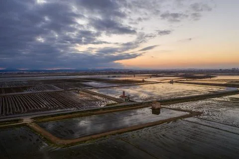 Aerial view of rice fields, flocks of birds and agricultural machinery during Stock Photos