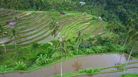 Aerial view rice fields Stock Footage 81252189