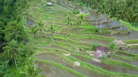 Aerial view rice fields Stock Footage 81253057