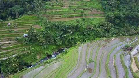 Aerial view rice fields Stock Footage 81254261