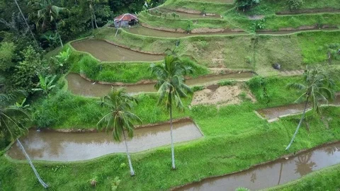 Aerial view rice fields Stock Footage 81255820