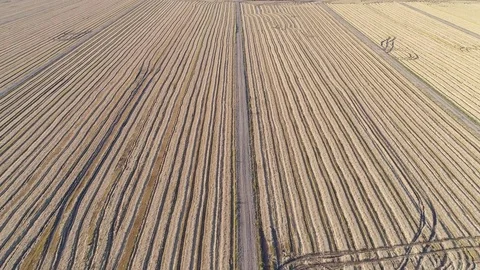 Aerial View of Rice Fields Stock Footage 82491951