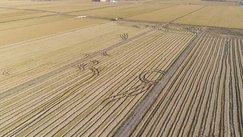 Aerial View of Rice Fields Stock Footage 82492051