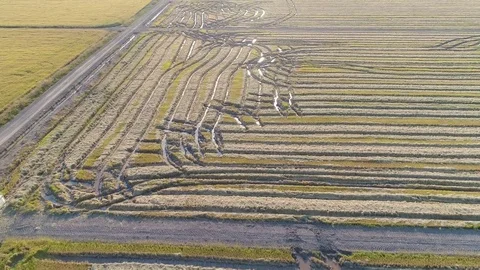 Aerial View of Rice Fields Stock Footage 82492384