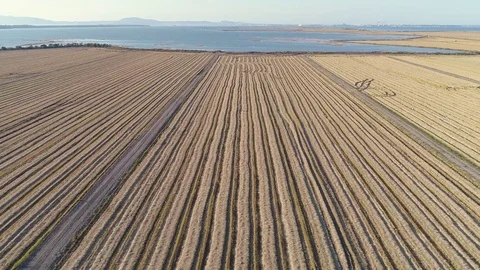 Aerial View of Rice Fields Stock Footage 82492474