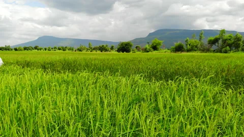 Aerial view of a rice fields Stock Footage 136187307