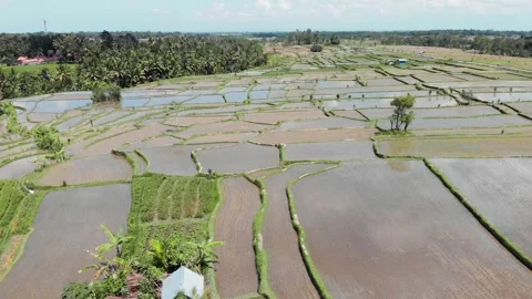Aerial view of rice fields 스톡 동영상 147537083