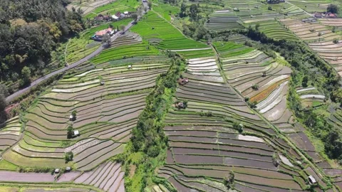Aerial view on rice fields 스톡 동영상 150050835