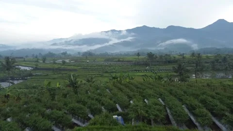 Aerial View of Rice Fields Stock Footage 229370908