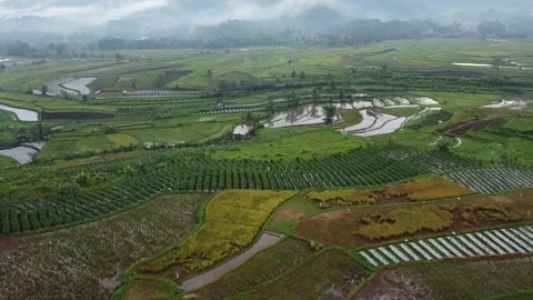 Aerial View of Rice Fields Stock Footage 229370993