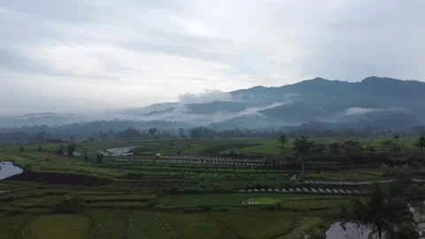 Aerial View of Rice Fields Stock Footage 229370998