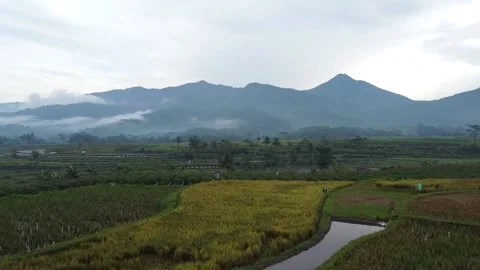 Aerial View of Rice Fields Stock Footage 229371041