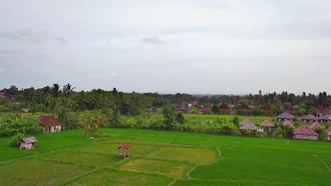 Aerial view of rice fields Stock Footage 268256489