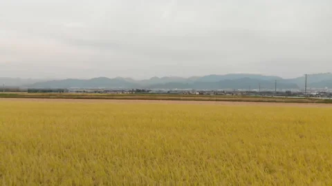 Aerial view of rice fields before harvest, Yamagata, Japan. Stock Footage 201283598