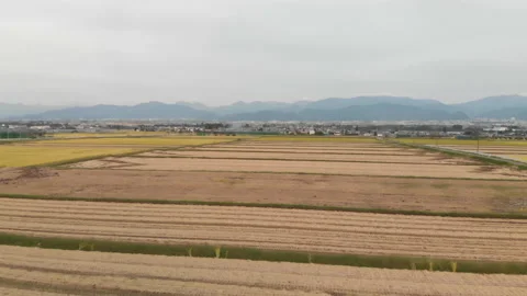 Aerial view of rice fields before harvest, Yamagata, Japan. Stock Footage 201295180