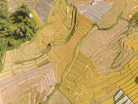 Aerial view of rice fields High angle of rice field in rural Thailand Stockfoto's