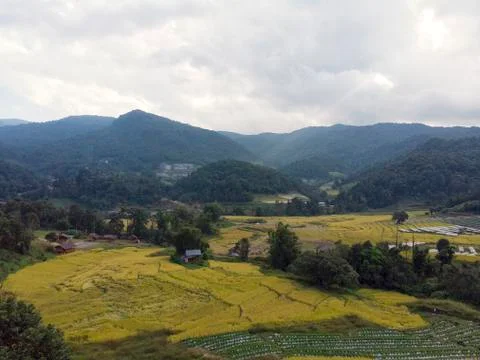 Aerial view of rice fields High angle of rice field in rural Thailand Foto stock