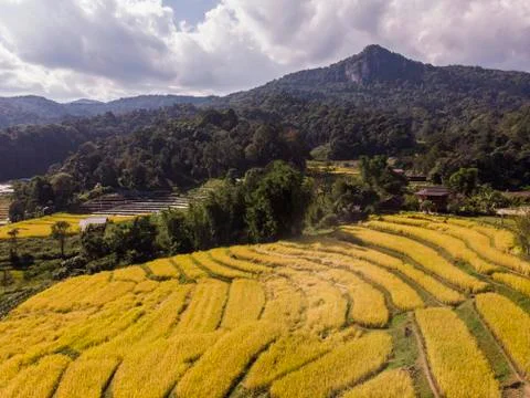 Aerial view of rice fields High angle of rice field in rural Thailand Fotos de archivo