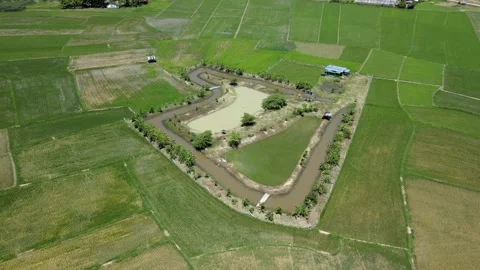 Aerial View of Rice Fields with Irrigation Canals and Farm Pond Video stock 308229034