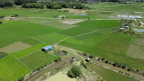 Aerial View of Rice Fields with Irrigation Canals and Farm Pond Stock-Footage 308229056