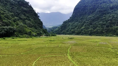Aerial view of rice fields in Mai Chau valley, northern Vietnam – Drone 4K Stock Footage 325036247
