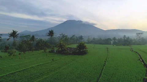 Aerial view of rice fields with Mount Agung backdrop, Bali, Indonesia. Stock Footage 313981805