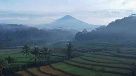 Aerial view of rice fields with mountain background Stock Footage 277497324