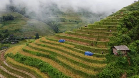 Aerial View Of Rice Fields in the Mountains, Around A Green Forest with Trees Stock Footage 172462388