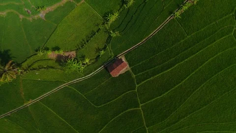 Aerial view of rice fields in Nanggulan, Indonesia. Stock Footage 340281094