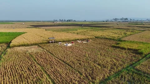 Aerial view of rice fields near Rawa Pening, Indonesia. Stock Footage 341580545