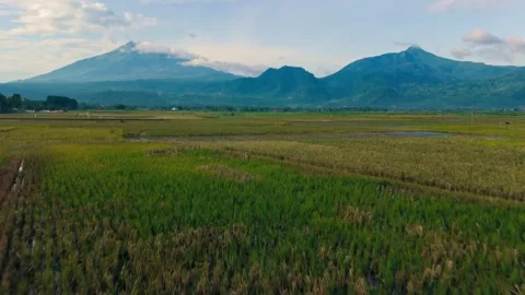 Aerial view of rice fields near Lake Rawa Pening, Indonesia. Stock Footage 342478976