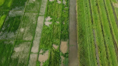 Aerial view of rice fields or agricultural areas affected by rainy season floods Stock Footage 209776561