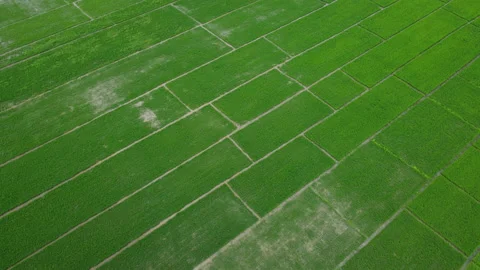 Aerial view of rice fields or agricultural areas affected by rainy season floods Stock Footage 213269000