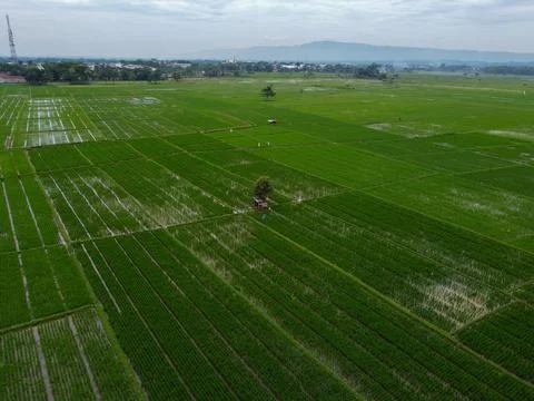 Aerial view of rice fields on the outskirts of Purwokerto City Stock Photos