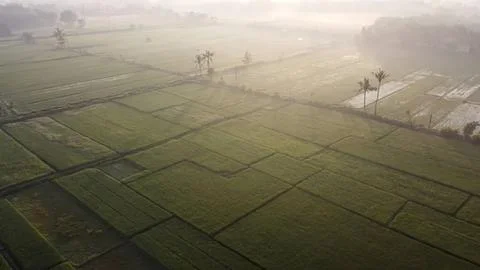 Aerial view of rice fields with palm trees in morning light Stock Photos