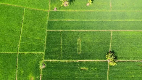 Aerial view of rice fields in Pangkalan Susu, Indonesia. Stock Footage 345081452